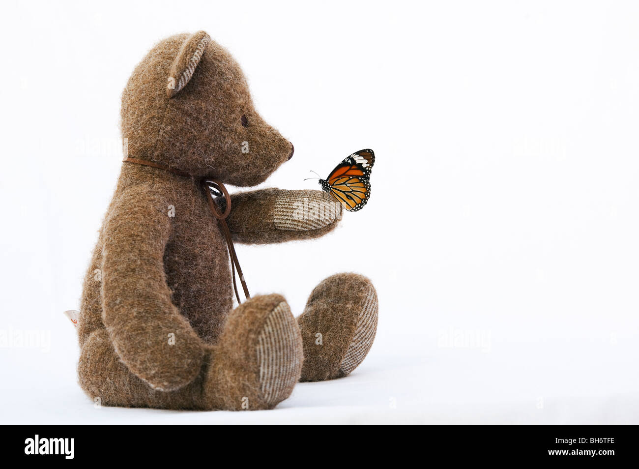 Teddy Bär hält einen gestreifte Tiger Schmetterling vor einem weißen Hintergrund Stockfoto