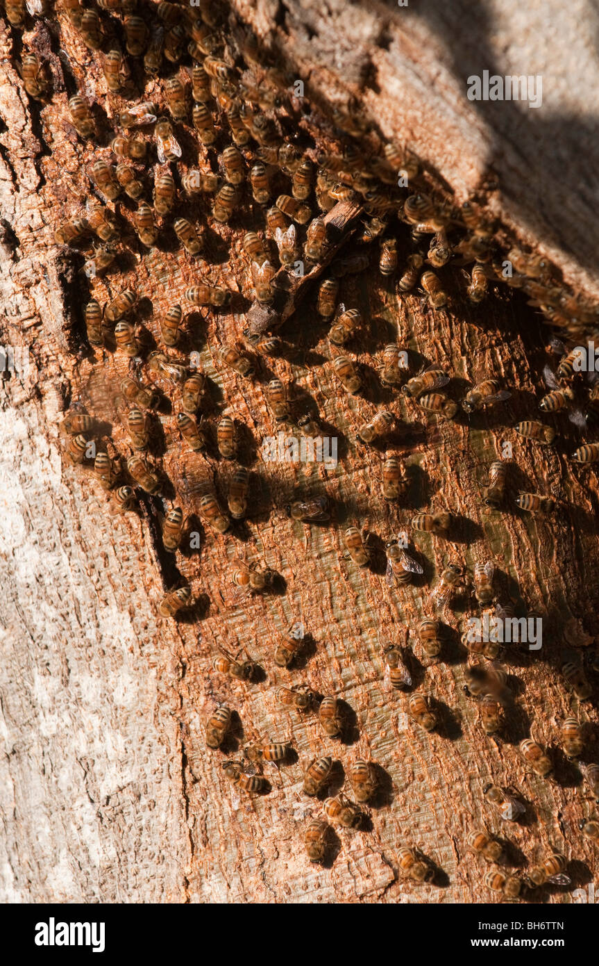 Bienenstock am Baum, Brisbane, Queensland, Australien Stockfoto