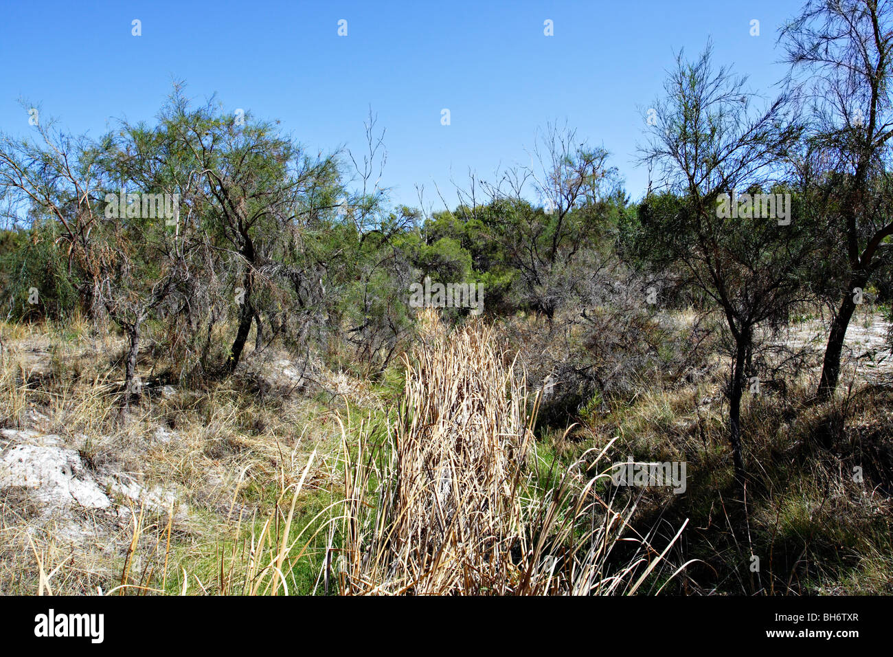 Vegetation im Western Australian outback. Stockfoto