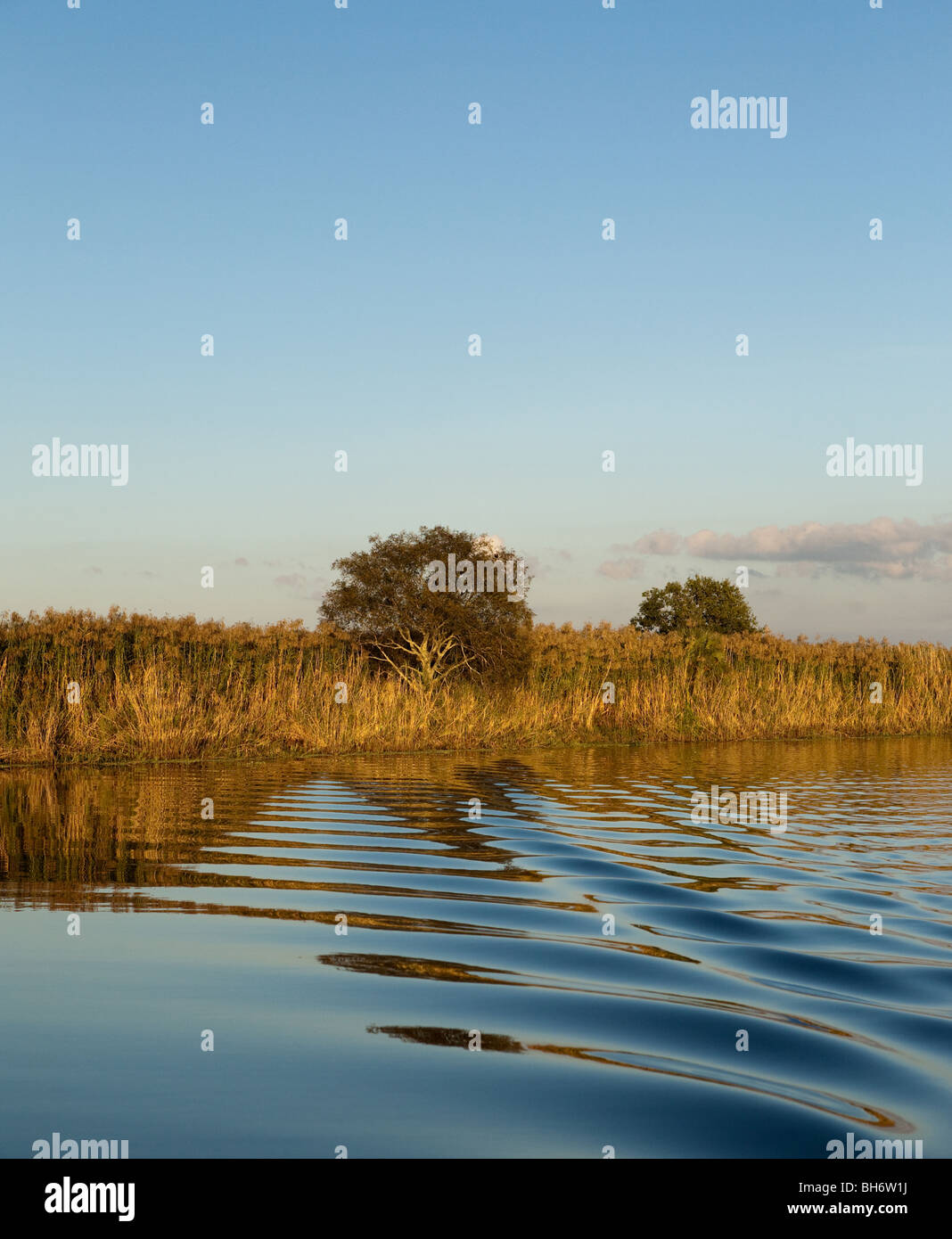 Boot-Gefolge in der St. Johns River, Seminole County, Florida, USA Stockfoto