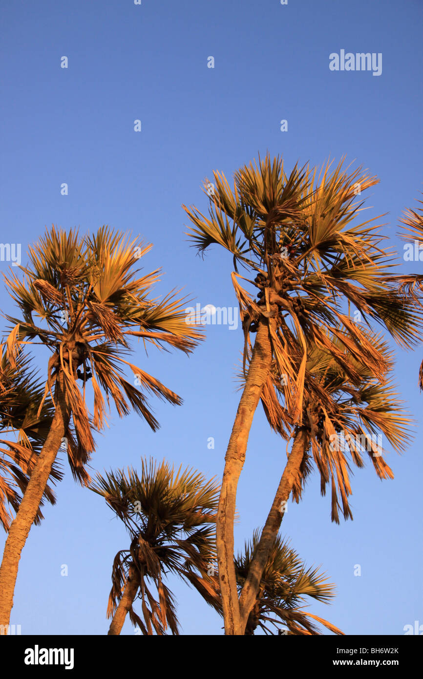 Israel, Arava, Doum (Hyphaene Thebaica) Palmen in Evrona Stockfoto