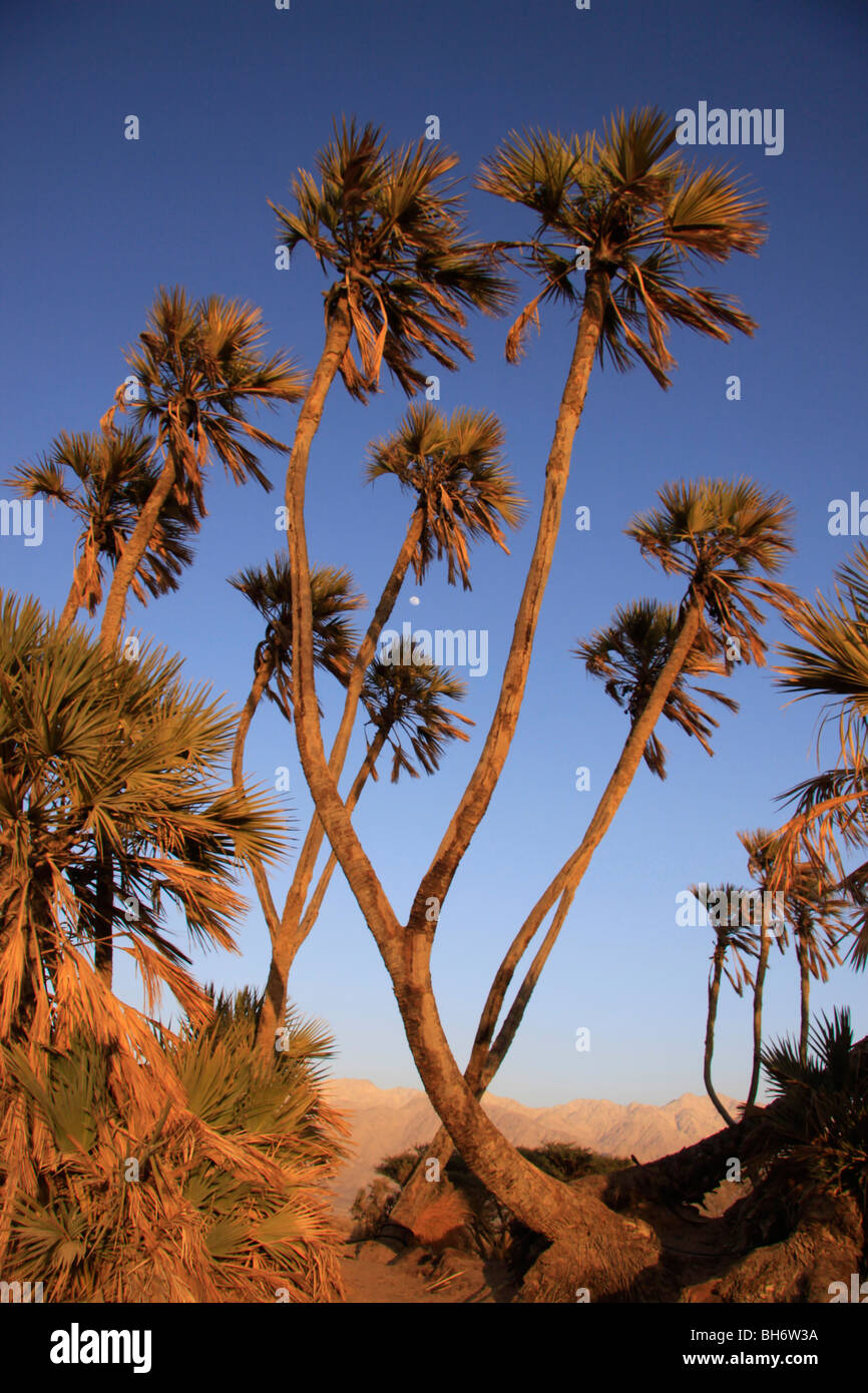 Israel, Arava, Doum (Hyphaene Thebaica) Palmen in Evrona Stockfoto