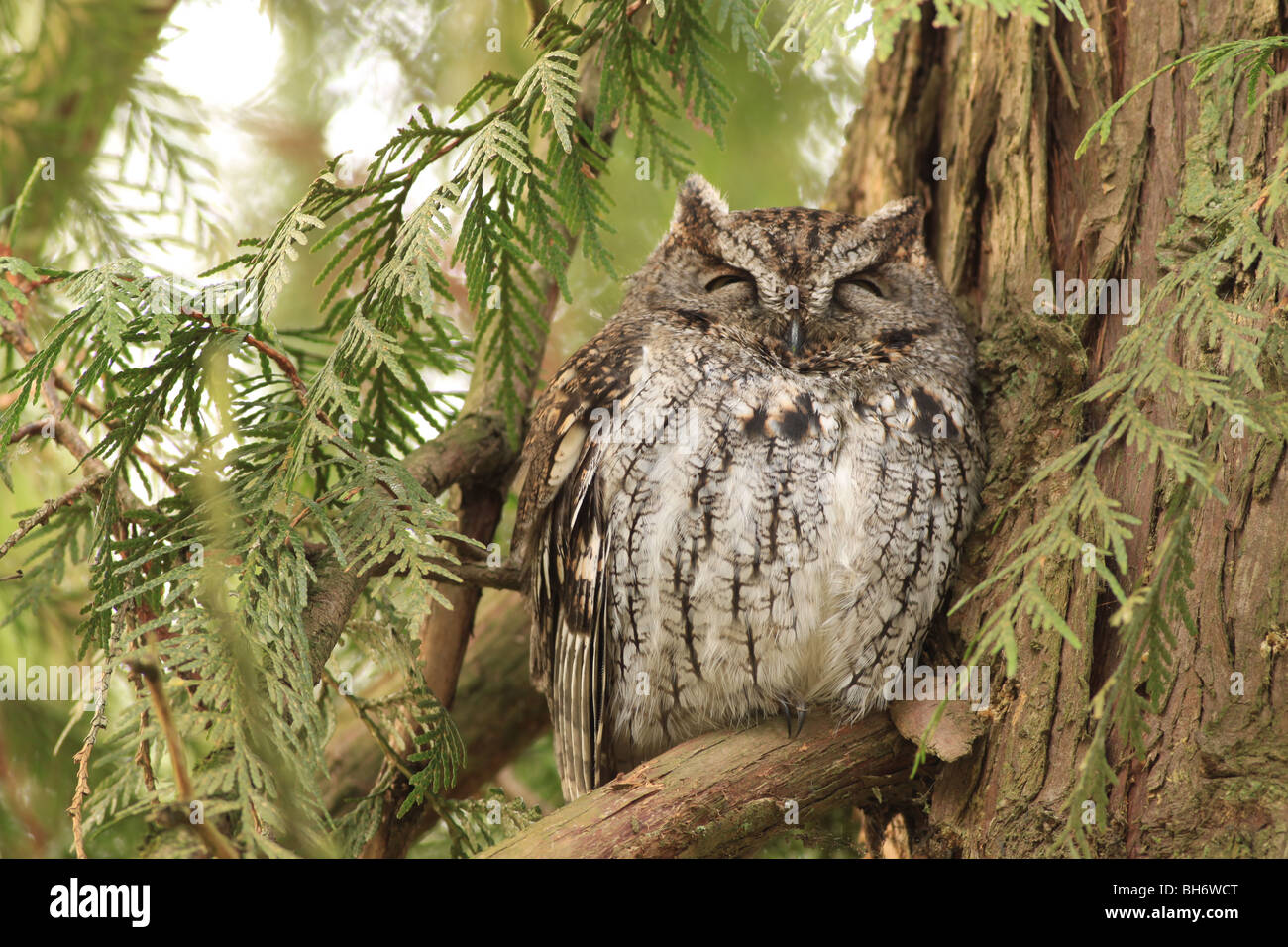 Western Käuzchen in einem Wald Oregon Stockfoto