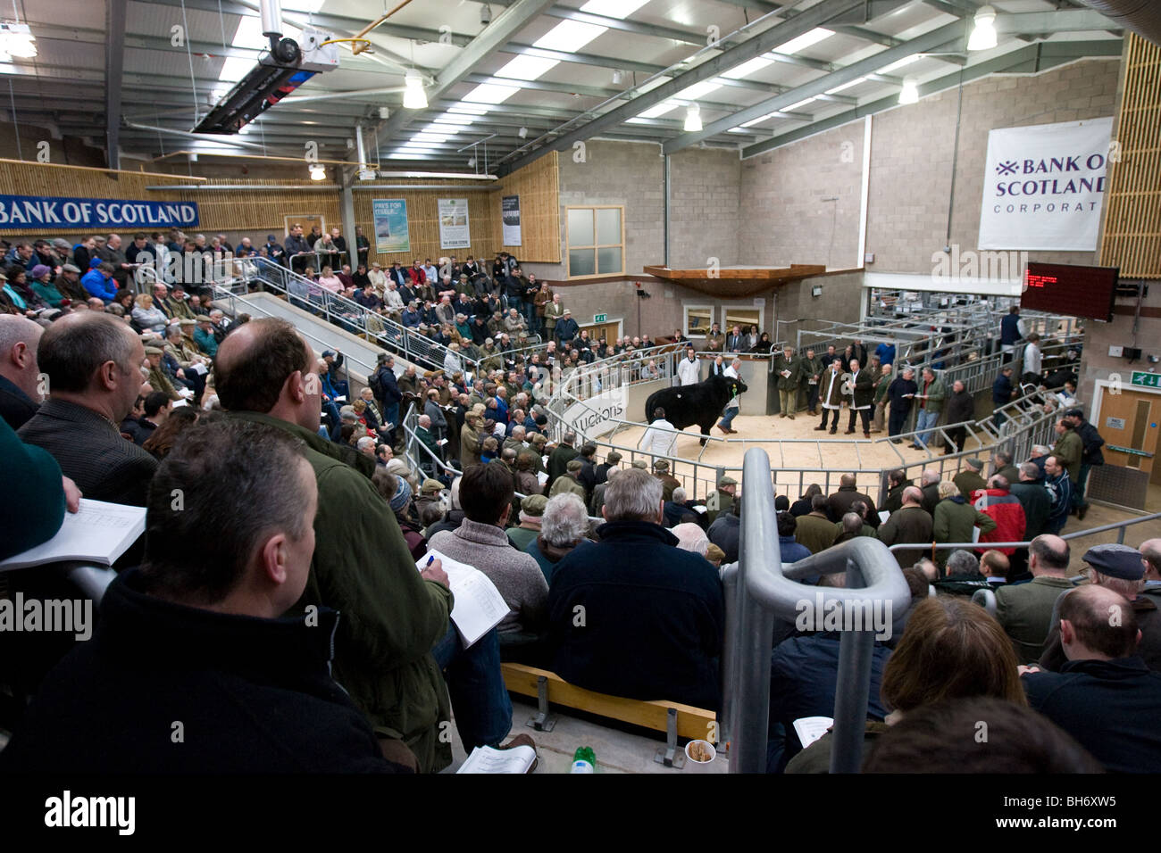 Vereinigte Auktionen Stirling Viehmarkt Stockfoto