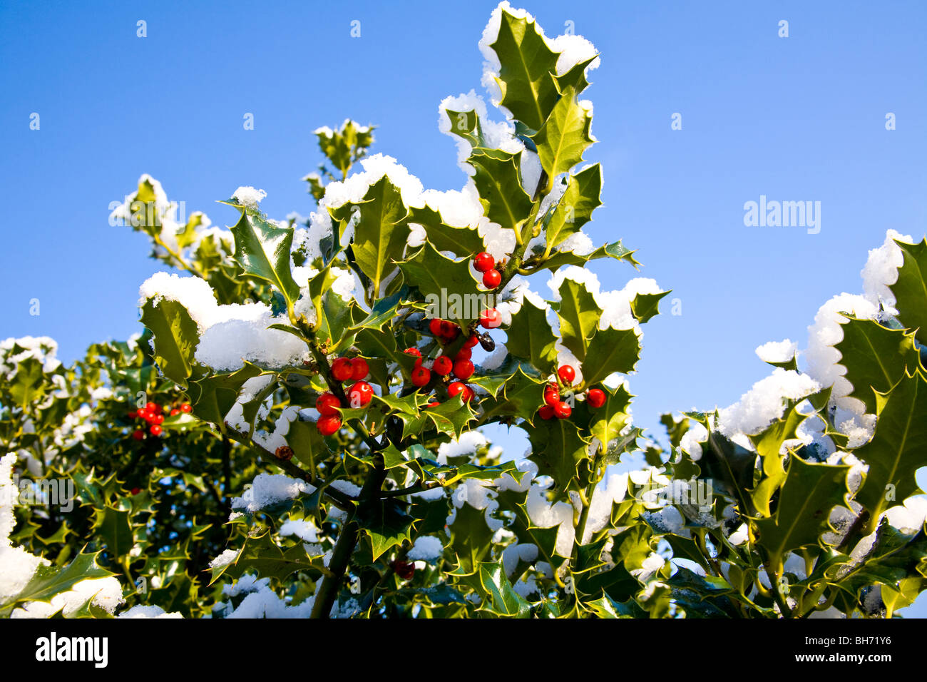 Christmas Holly unter Schnee Stockfoto
