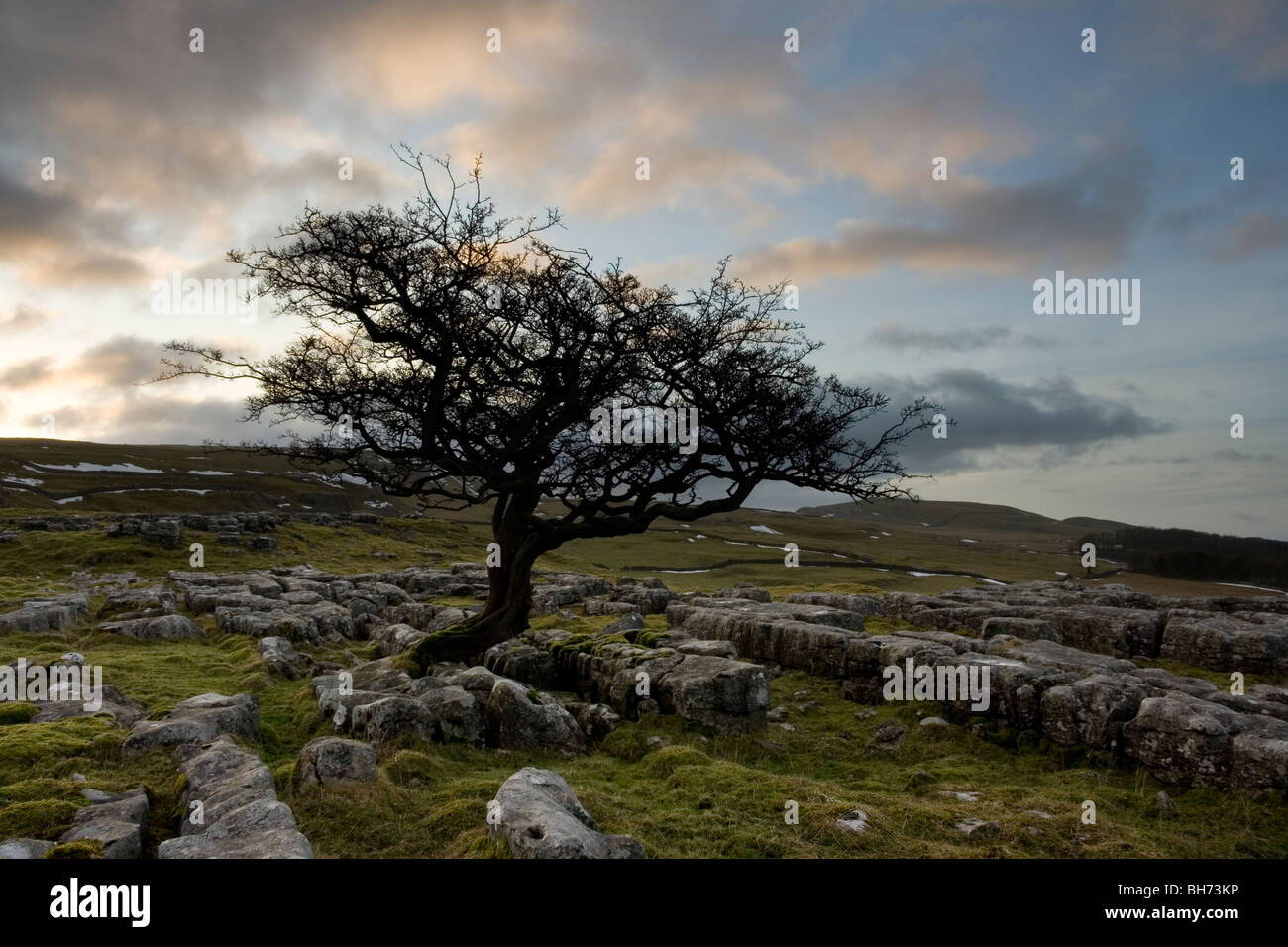 Ein einsamer Baum wächst auf Kalkstein Pflaster bei Winskill Steinen in der Nähe von Settle in der Yorkshire Dales National Park Stockfoto