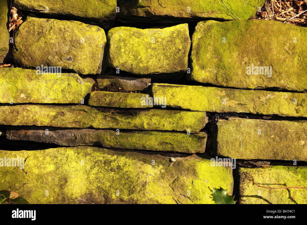 Trockenmauer Grünalgen Stockfoto