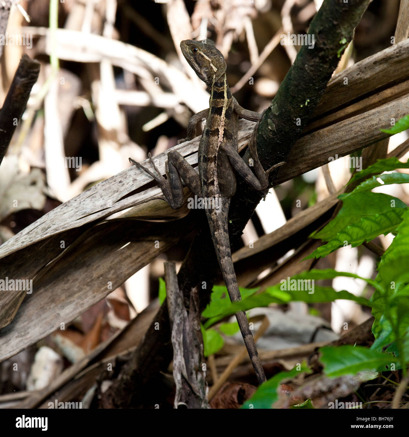 Jesus Christus Echse, Tortuguero Nationalpark Costa Rica Stockfoto