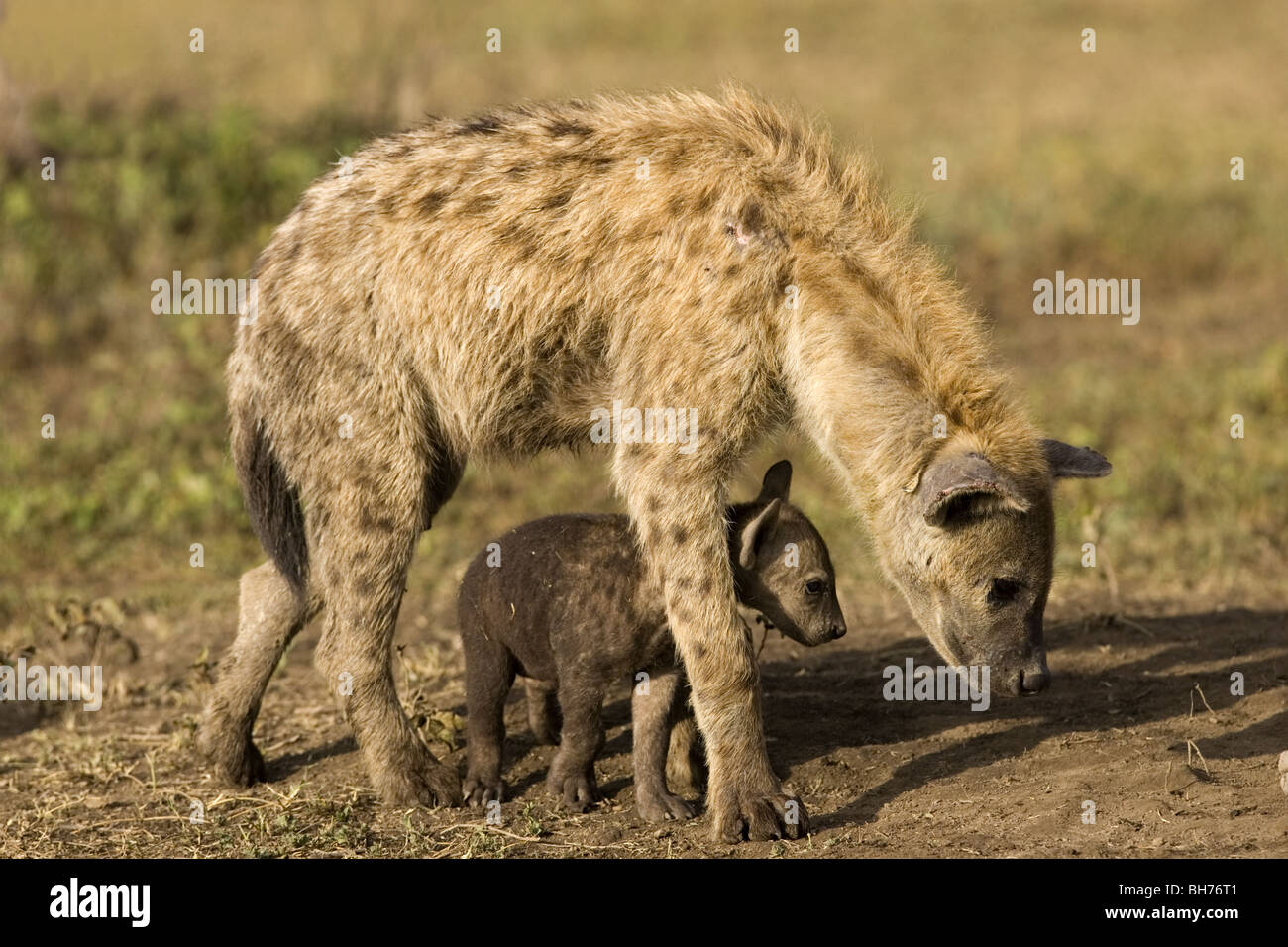 Gefleckte Hyäne Mutter mit jungen cub Stockfoto