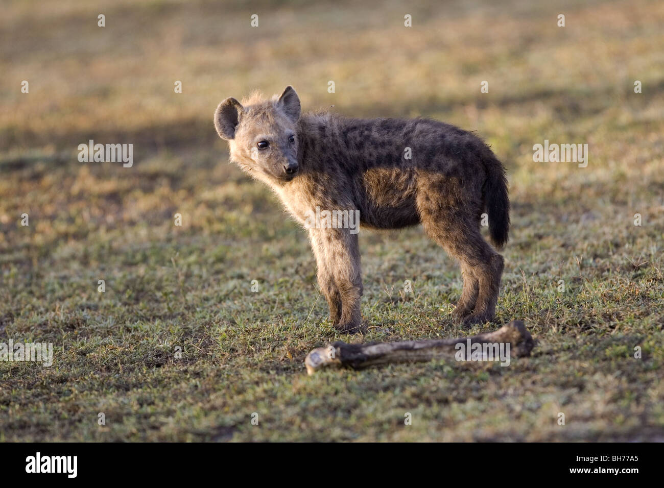 Junge Hyäne mit einem Knochen entdeckt Stockfoto