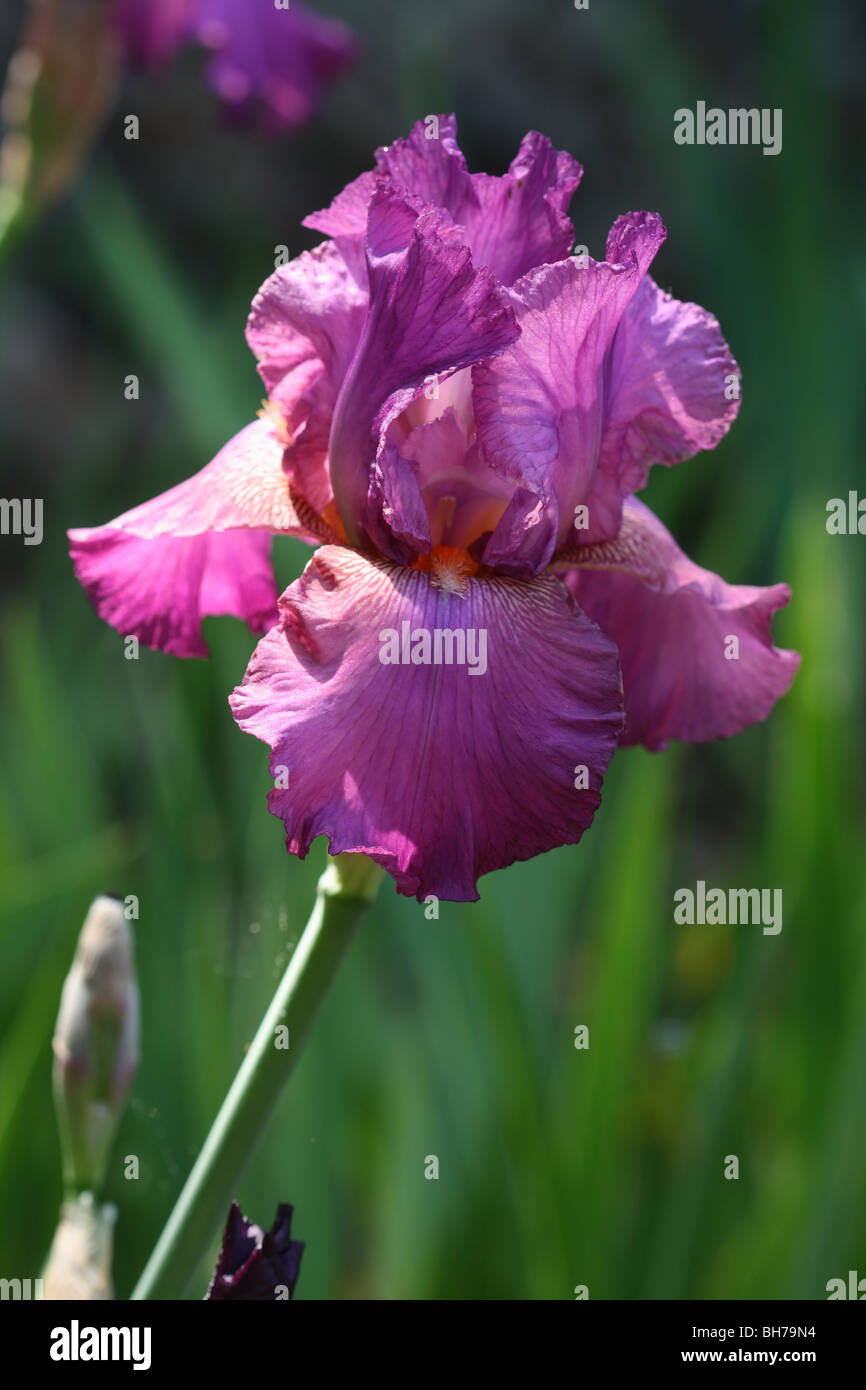 'Raspberry Ripples' rosa farbigen Iris Blumen wachsen in öffentlichen Gärten in Richmond-upon-Thames, Surrey, Vereinigtes Königreich. Stockfoto