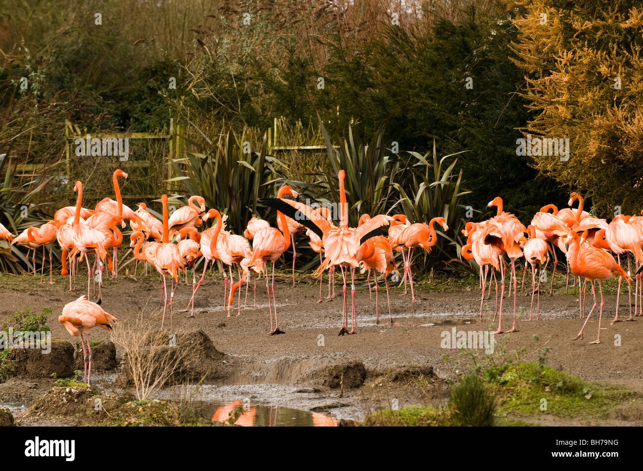 Karibik und größere Flamingos an Slimbridge WWT in Gloucestershire Stockfoto
