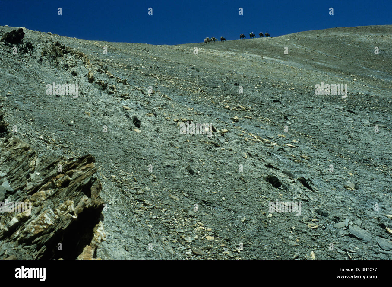 Pferde steigen die Zalung Karpo-La-Pass. Stockfoto