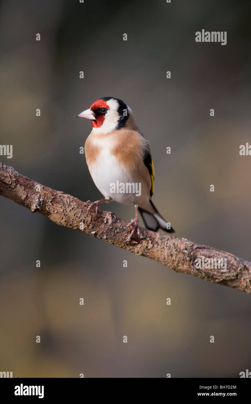 Gold Finch.Carduelis Zuchtjahr (Fringillidae) Stockfoto