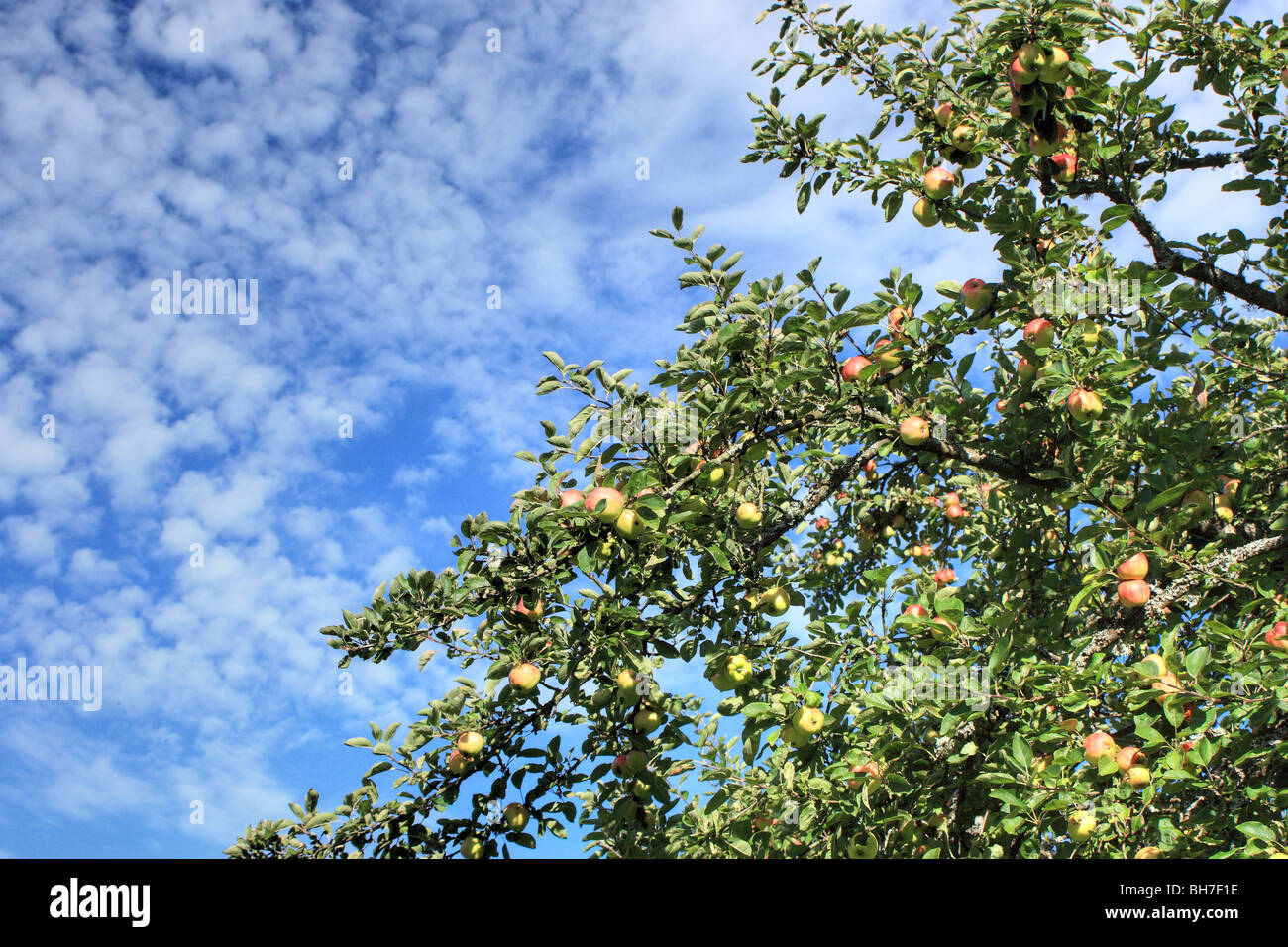 Apfelbaum vor einem bewölkten blauen Himmel Stockfoto