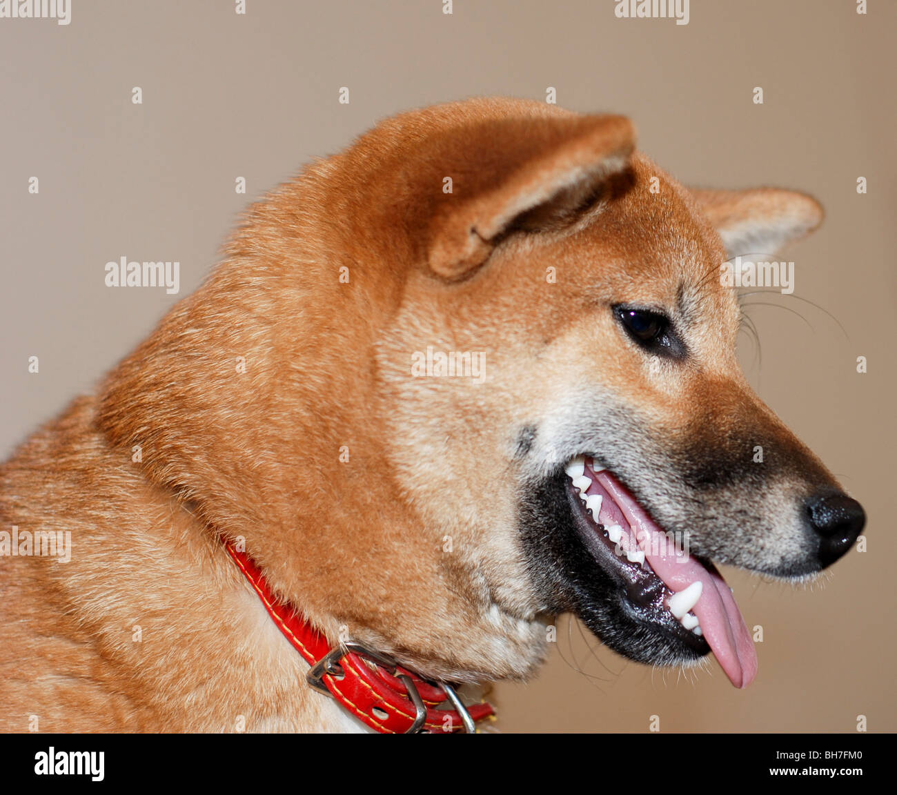 Rassehund Shiba Inu Reisig Hündchen Die Kleinste Der