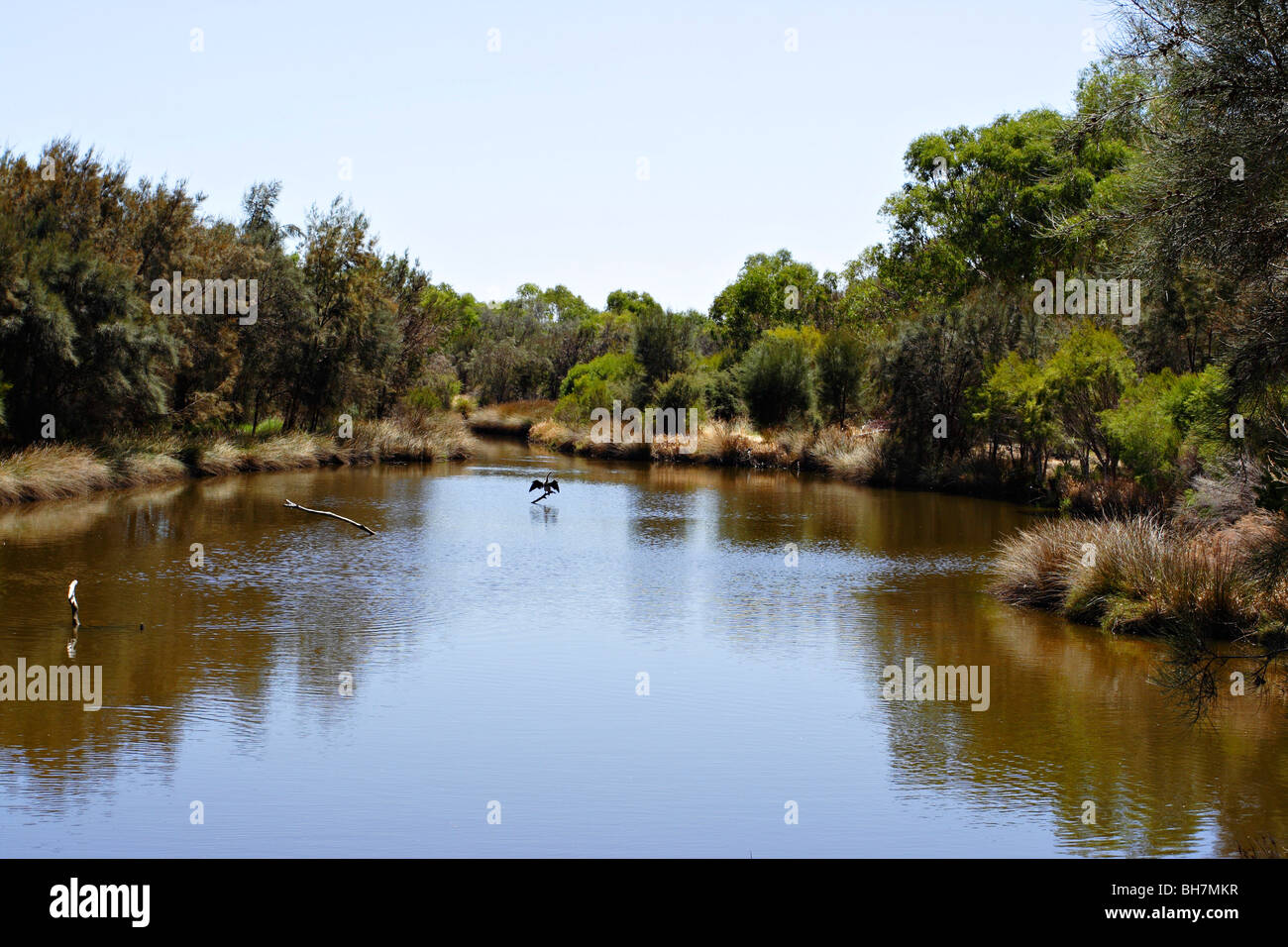 See im Canning River Regional Park in der Nähe von Perth, Western Australia. Stockfoto