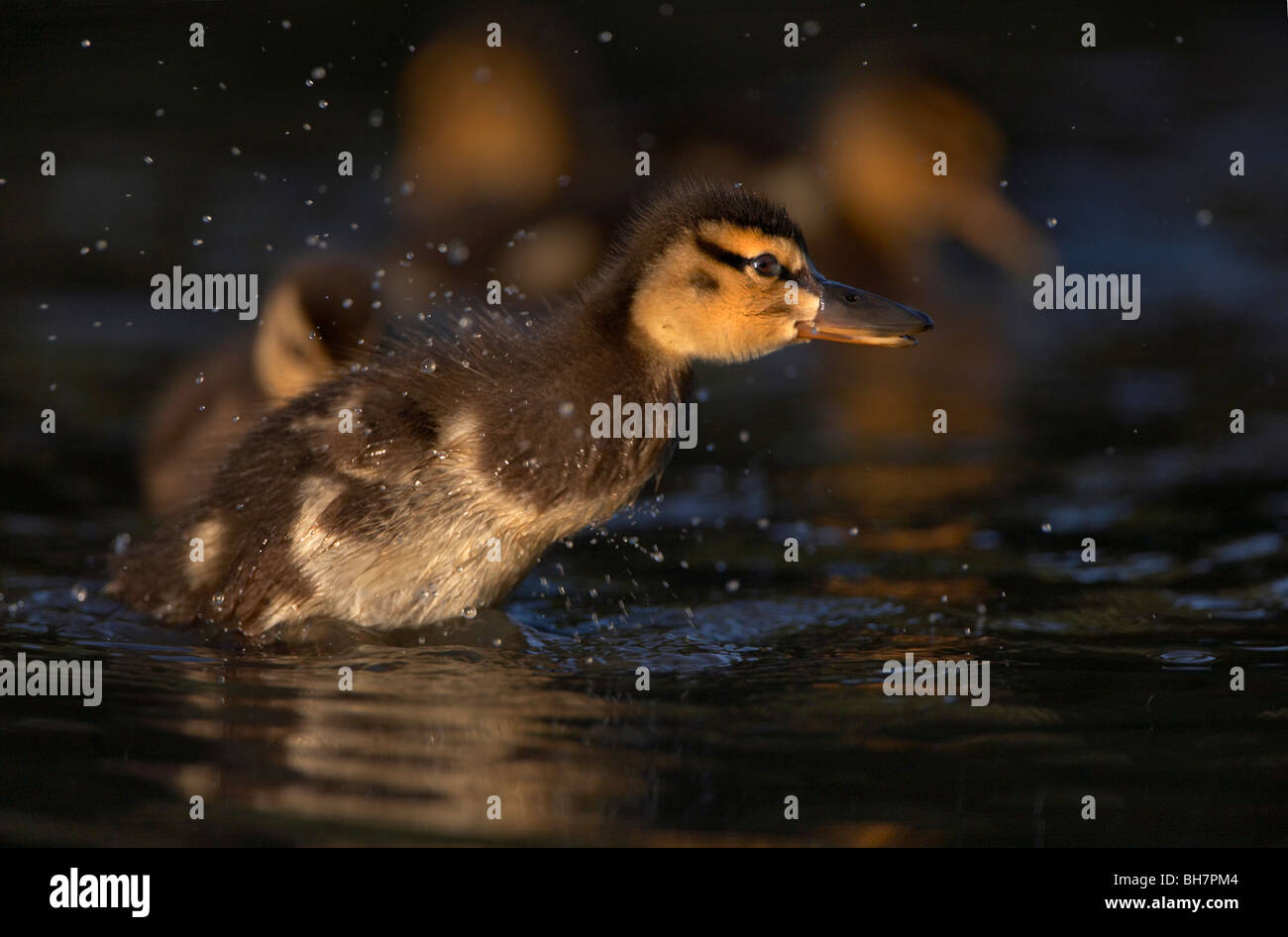 Entlein Stockenten (Anas Platyrhynchos) Stockfoto