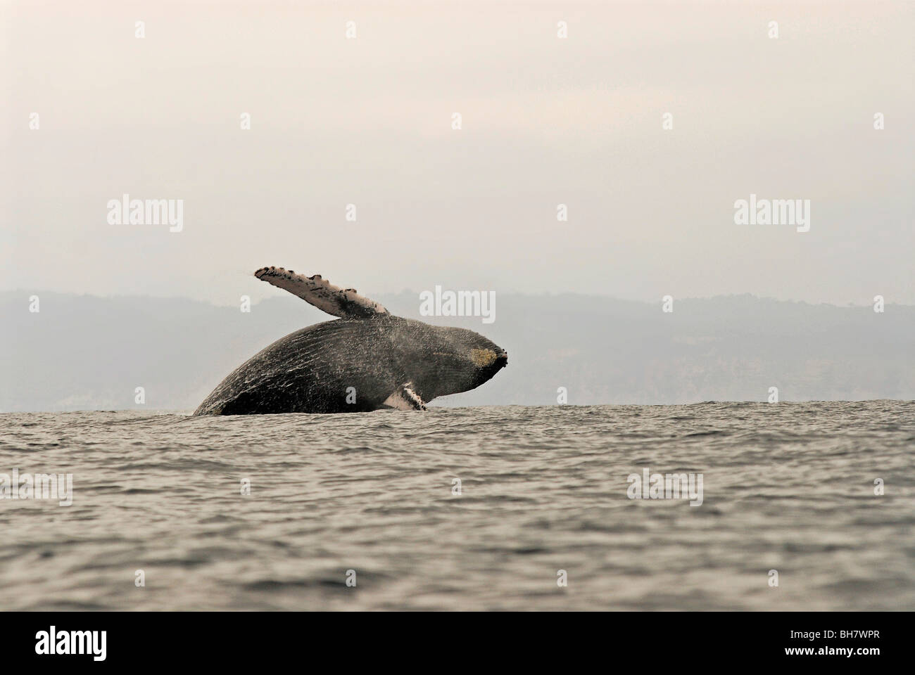 Ecuador, Puerto Lopez, ein Buckelwal dagegen verstößt, neblig-Gebirge im Hintergrund Stockfoto