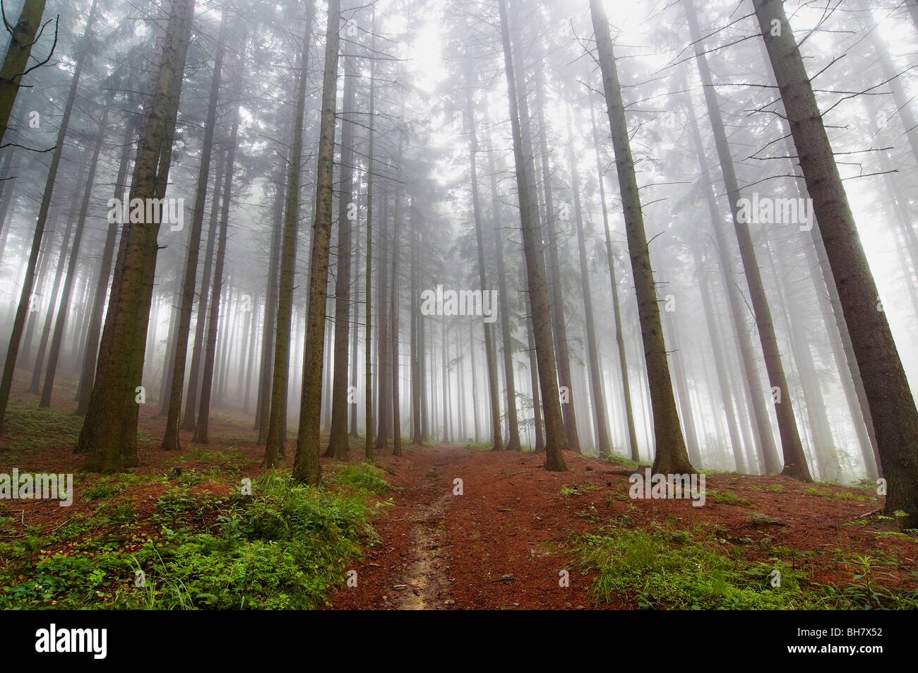 Nadelwald am frühen Morgen - am frühen Morgennebel Stockfoto