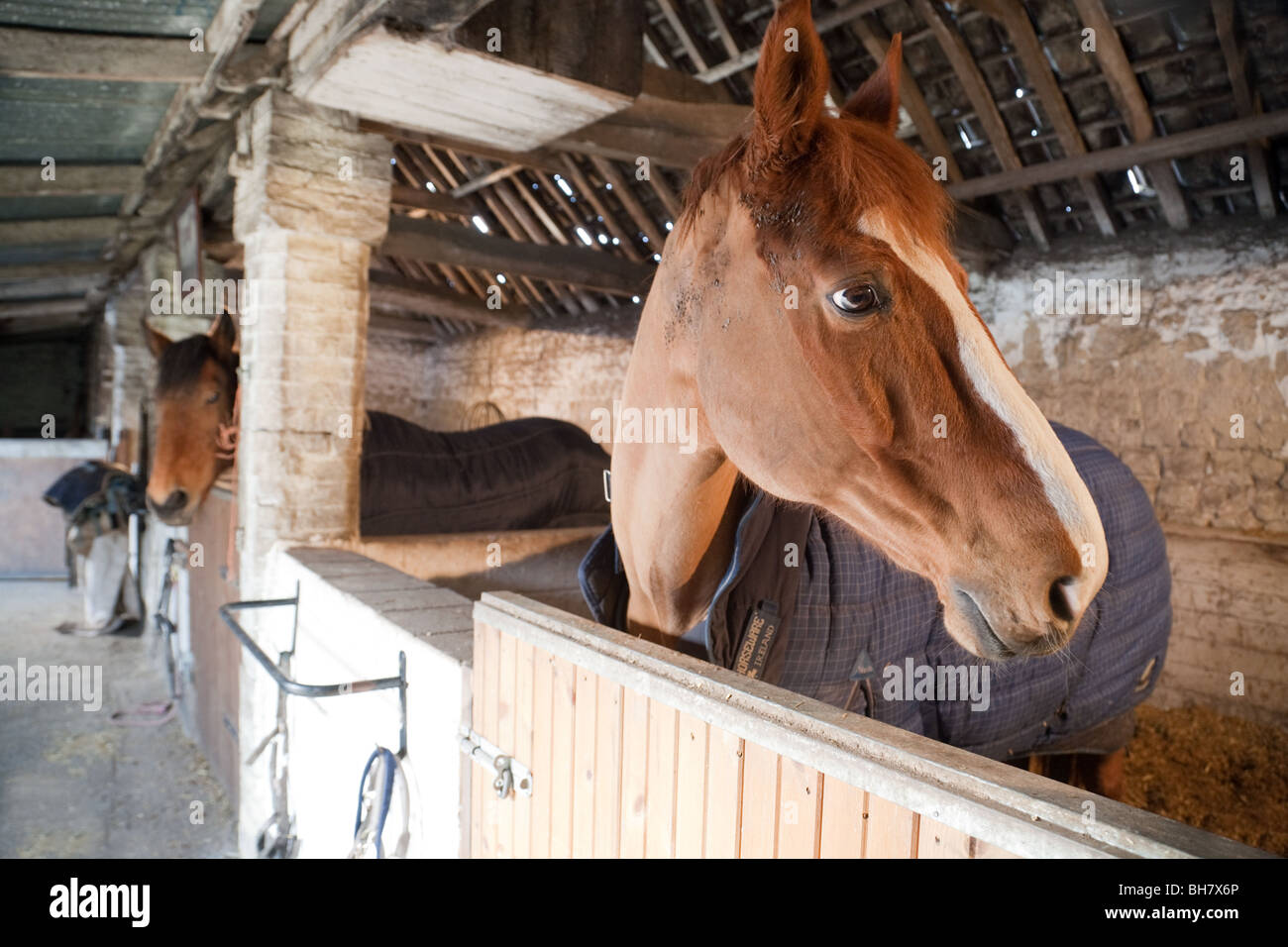 Pferd im Stall. Pferde in ihrem Stall, auf einem Bauernhof in Cambridgeshire, Großbritannien Stockfoto