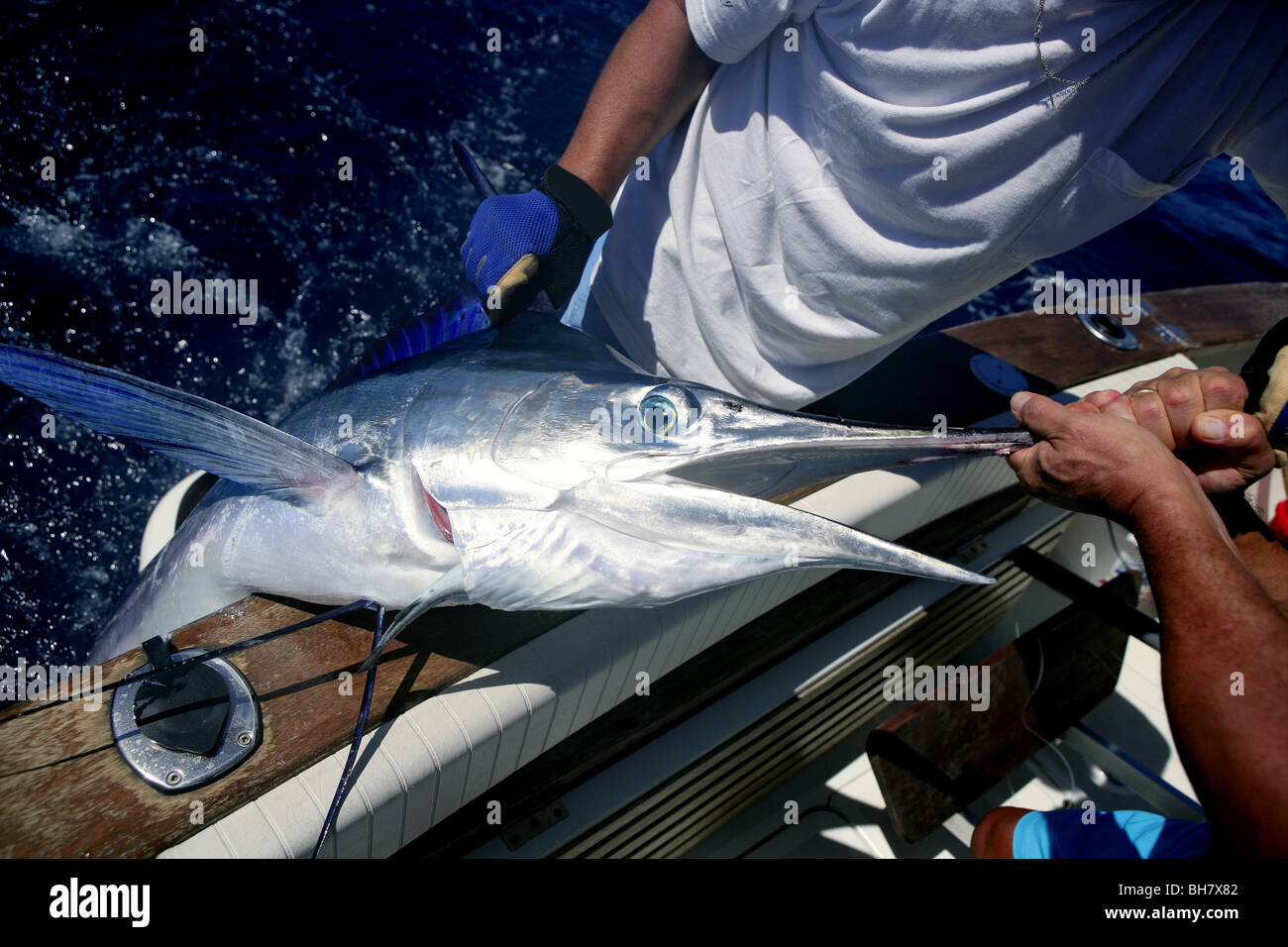 Billfish White Marlin fangen und freilassen an Bord des Bootes Stockfoto