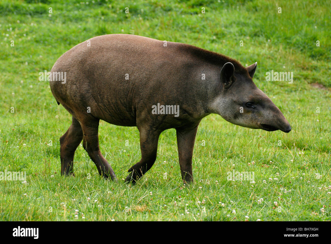 Erwachsenen Brazillian Tapir (Tapirus Terrestris) in Longleat Safari Park in Wiltshire, England, UK. Stockfoto