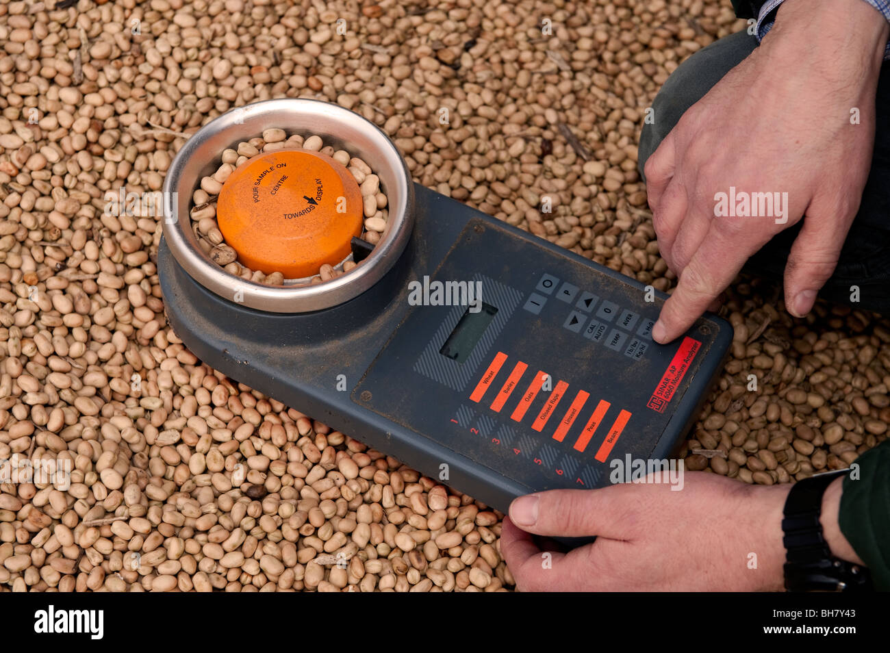 Landwirt mit Ausrüstung, Bohnen für Feuchtigkeit zu testen Stockfoto