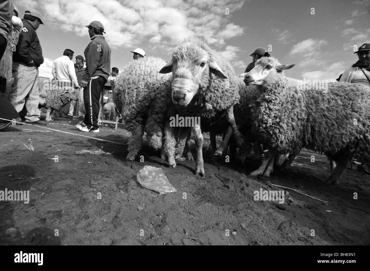 Ecuador, Saquisili, Schar von Menschen und Gruppen von Tieren Schneeberghammel und Lamas auf dem Viehmarkt gegen Himmel Stockfoto