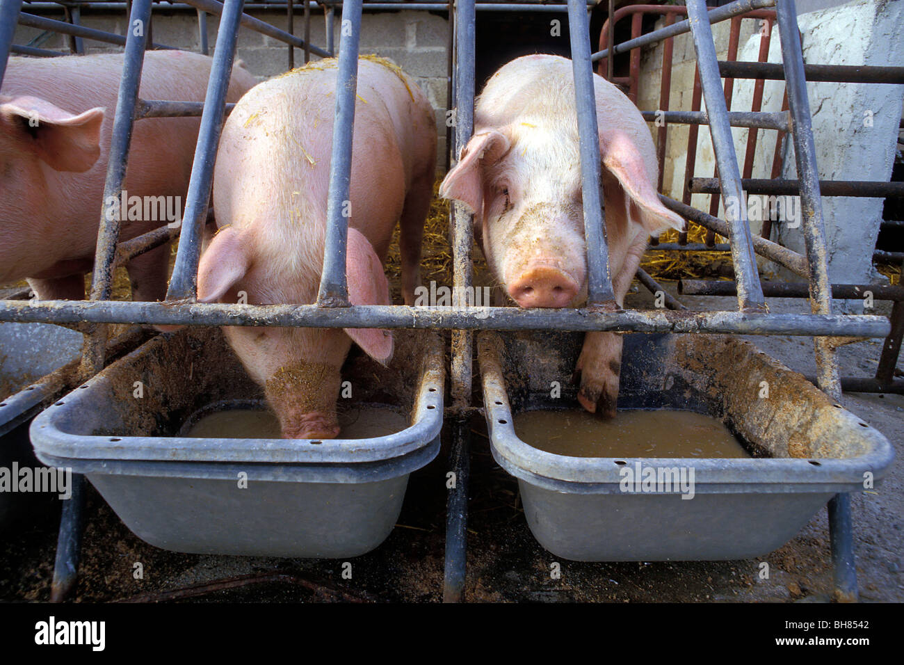 FUTTERTROG FÜR SCHWEINE IN IHREM STALL, ILLE-ET-VILAINE (35), FRANKREICH Stockfoto
