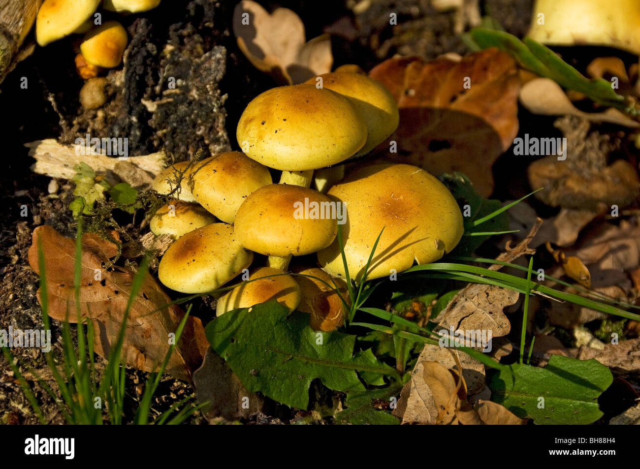 Nahaufnahme von Pilzen, die an der Basis wachsen Ein alter Baumstumpf im Herbst England Vereinigtes Königreich Großbritannien GB Großbritannien Stockfoto