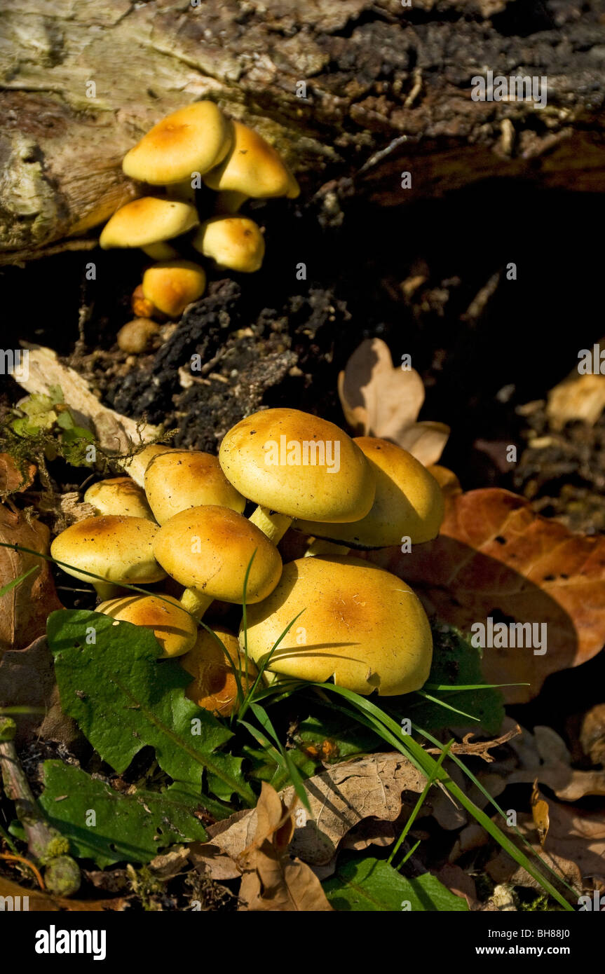 Nahaufnahme von Pilzen Pilz wächst an der Basis von Ein alter Baumstumpf im Herbst England Vereinigtes Königreich Großbritannien GB Großbritannien Stockfoto