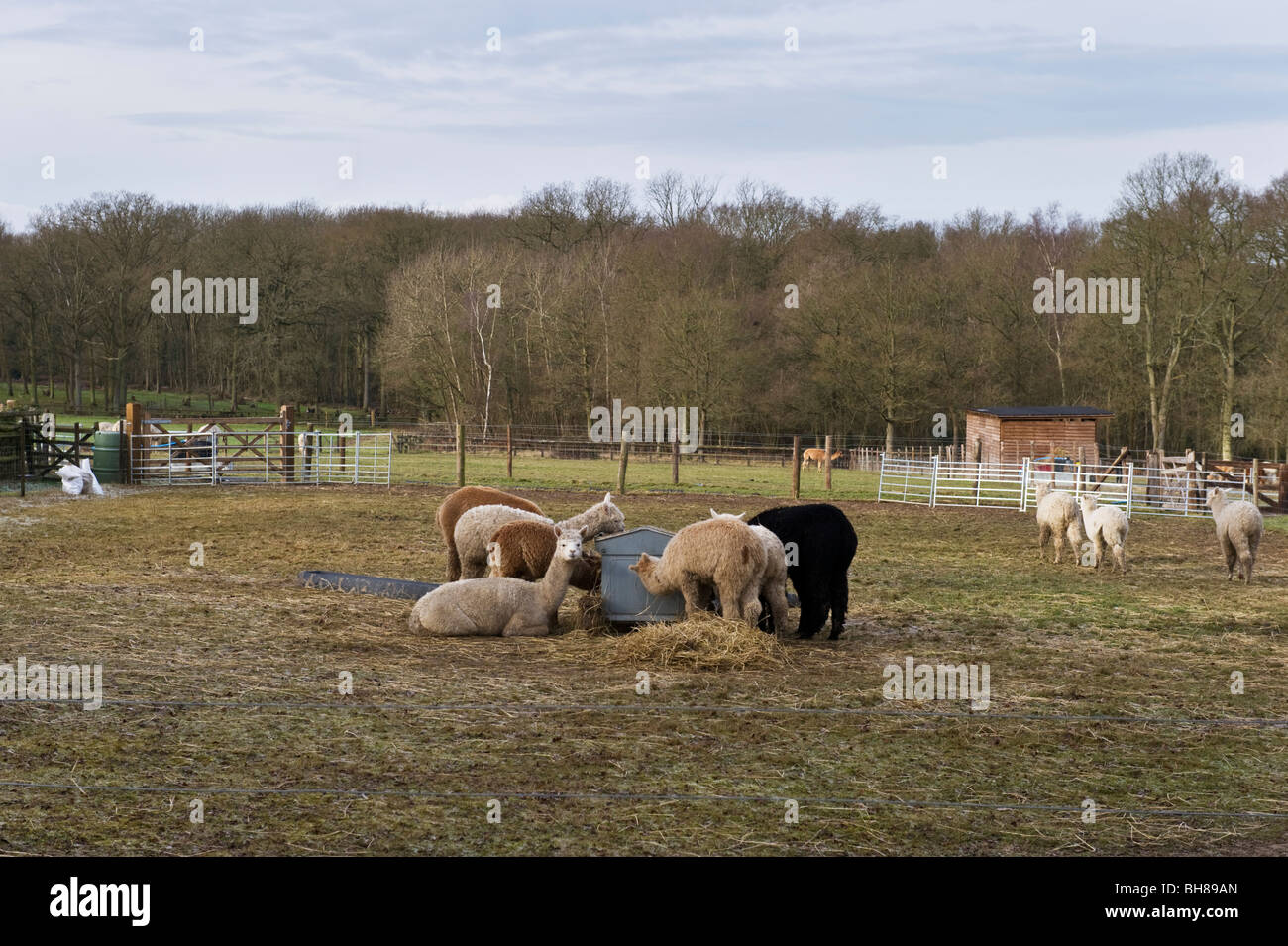 Alpakas auf einem Alpaka-Bauernhof auf Ackerland Berkshire UK Stockfoto
