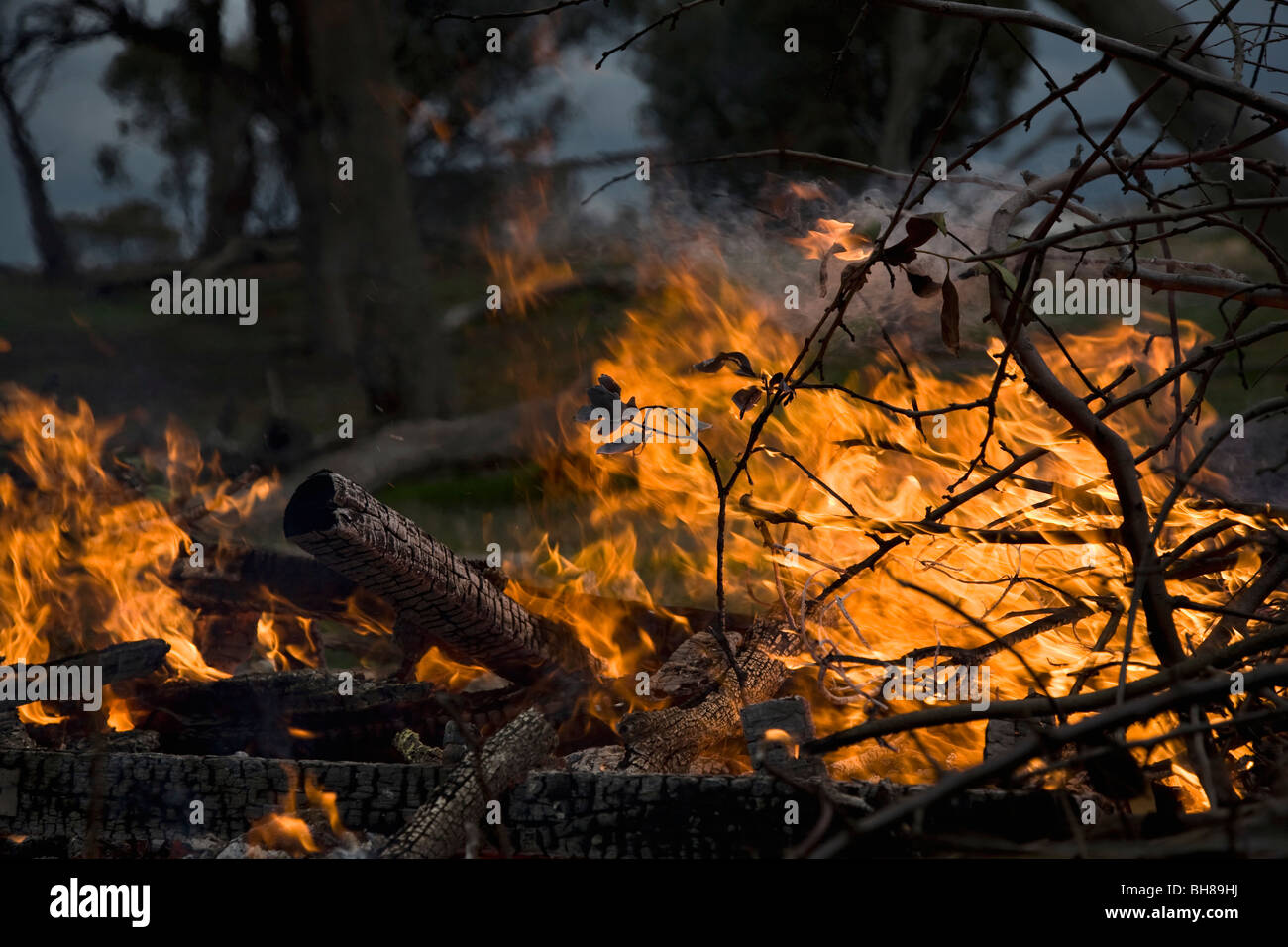 Detail eines Waldbrandes Stockfoto