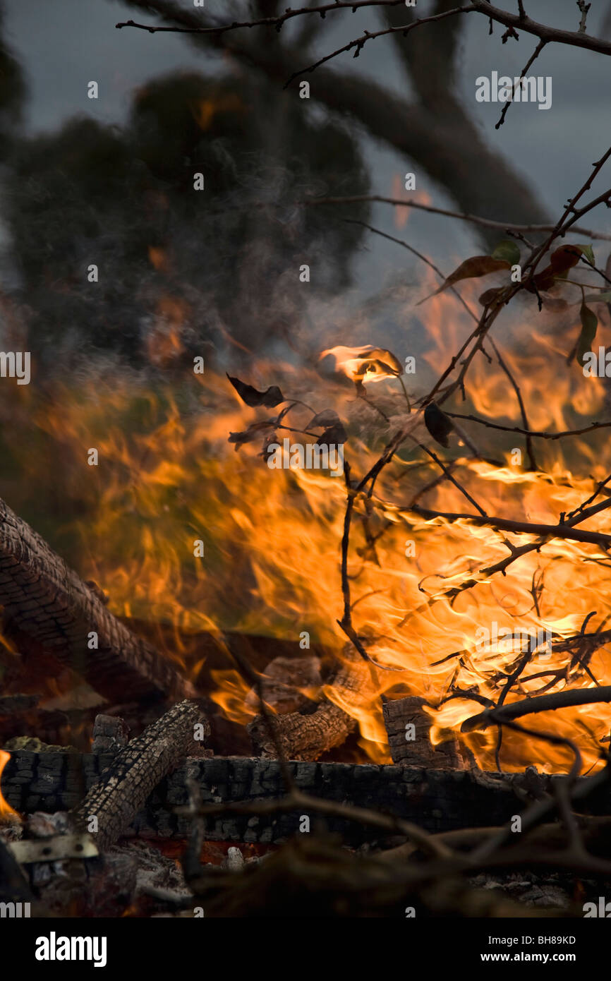 Detail eines Waldbrandes Stockfoto