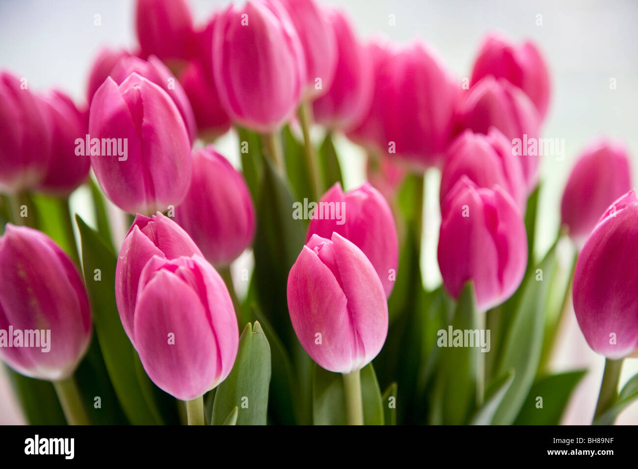 Detail aus einem Haufen von Tulpen Stockfoto