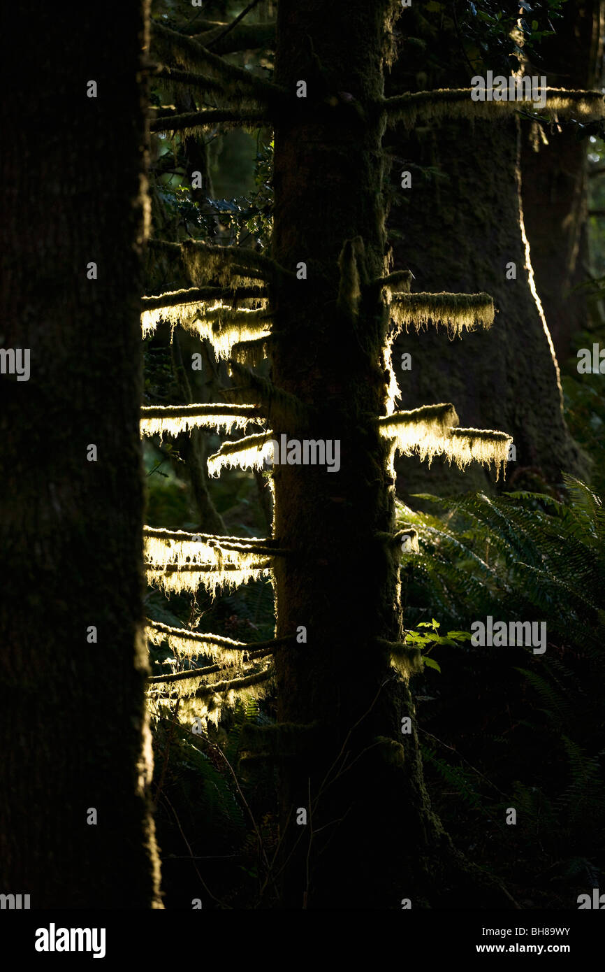 Detail der Bäume in einem Wald bei Sonnenaufgang Stockfoto