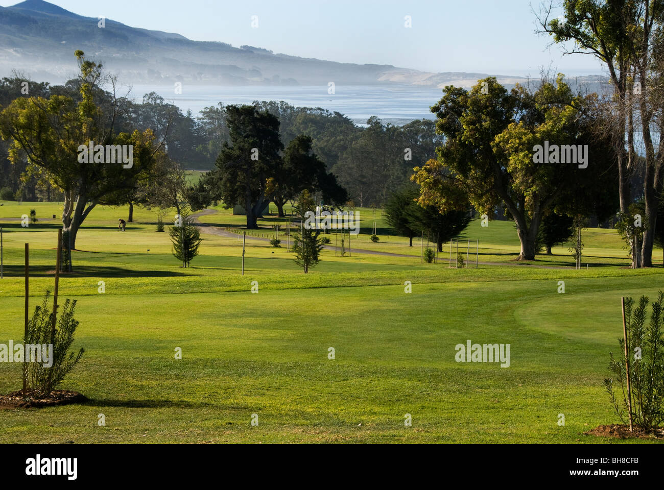 Golf Kurs Morro Bay State Park Morro Bay, Kalifornien USA Stockfoto