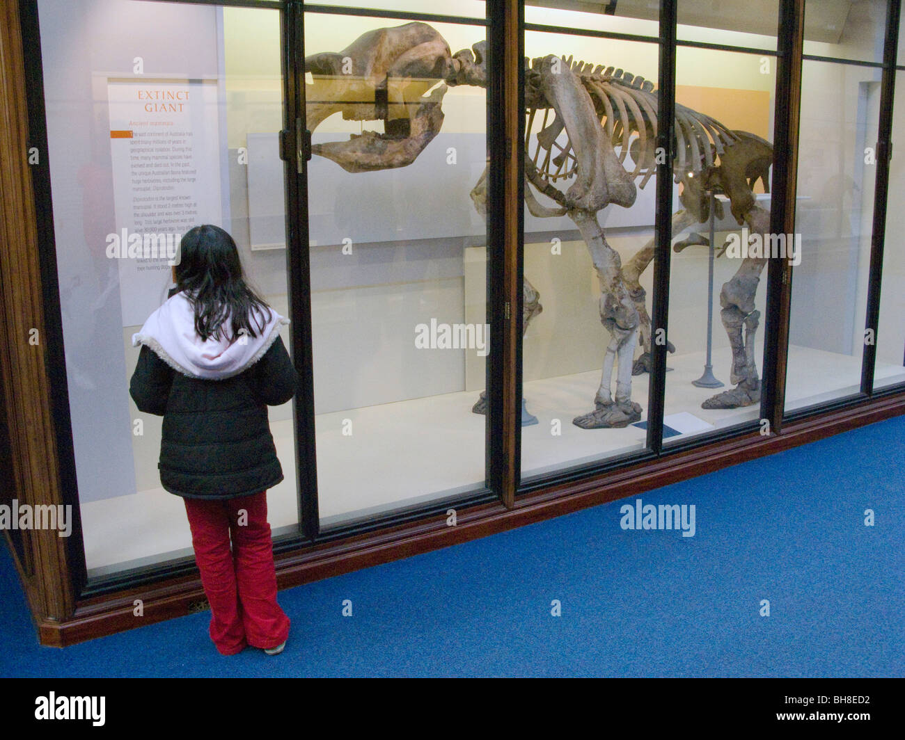 VEREINIGTES KÖNIGREICH. Schülerinnen und Schüler besuchen das Natural History Museum in London Stockfoto