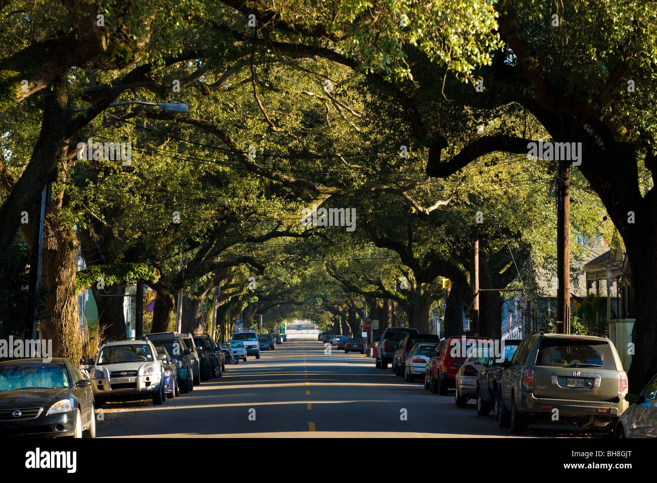 Südliche Phaseneiche Bäume im Garden District, New Orleans, Louisiana Stockfoto
