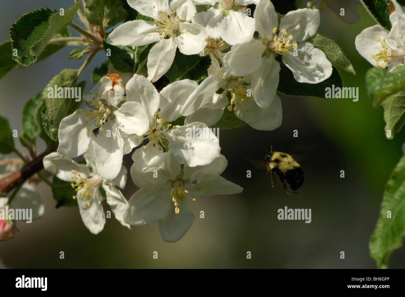 Hummel, Blumen zu ernähren sich von Nektar fliegen Stockfoto