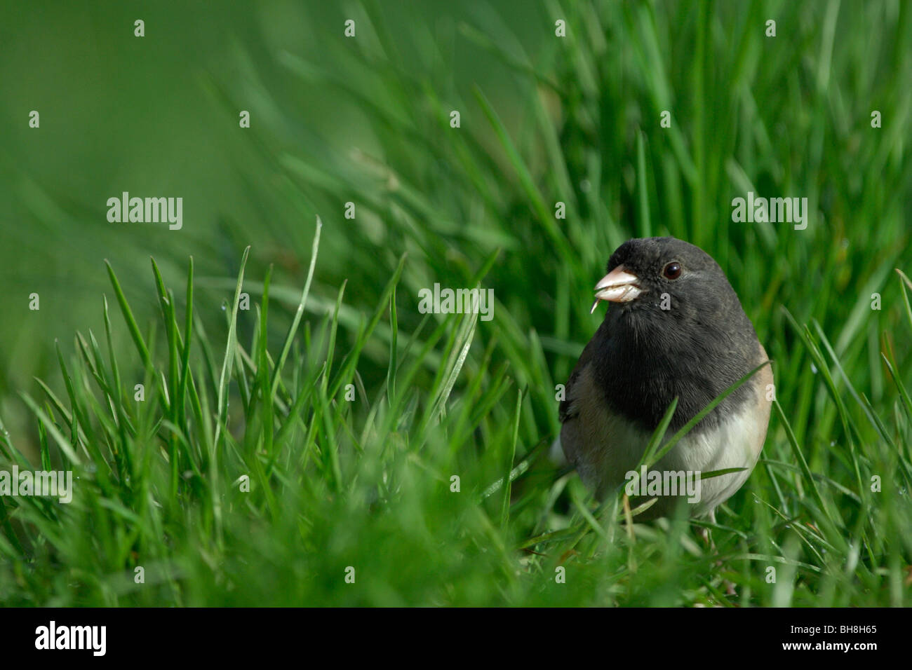 Dunkel-gemustertes Junco (Junco Hyemalis) Stockfoto