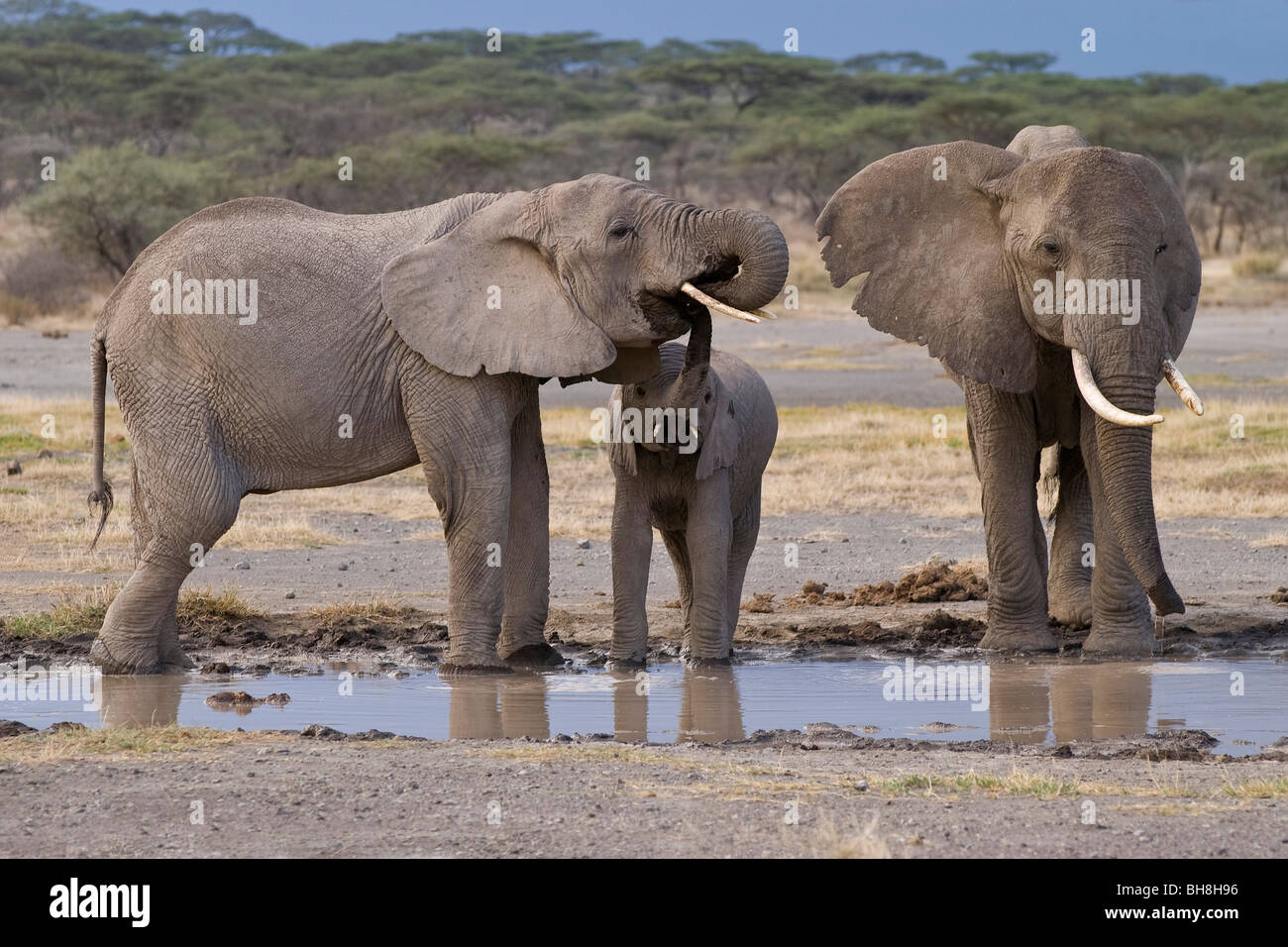 Afrikanische Elefanten (Loxodonta Africana) kleines Kalb versucht, aus dem Mund seiner Mutter Ndutu Ngorongoro Tansania trinken Stockfoto