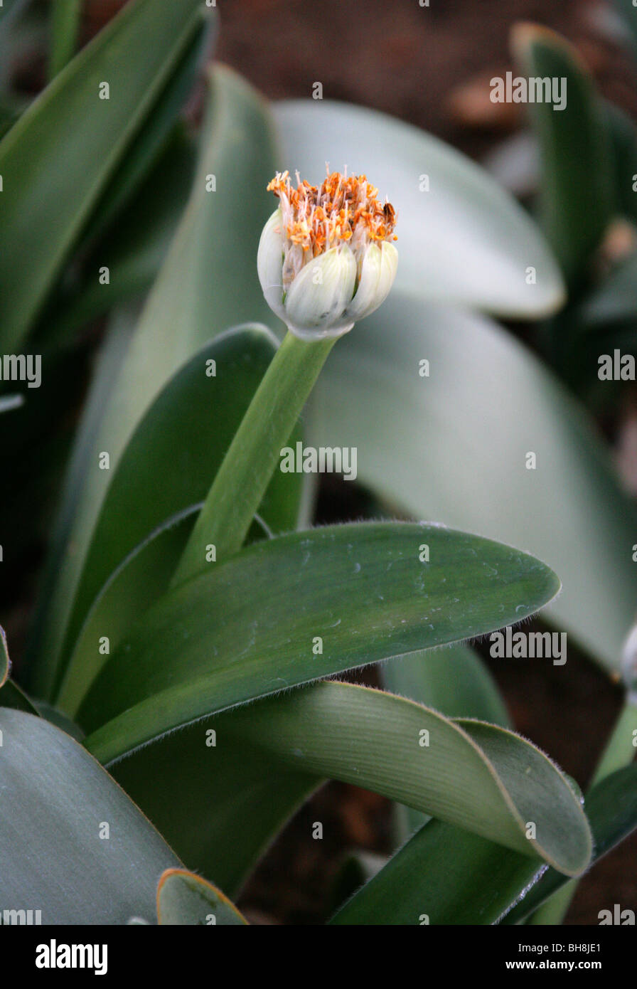 Puderquaste, Royal Pinsel oder weiße Blut Lilie, Haemanthus Albiflos, Amaryllisgewächse, Kapprovinz, Südafrika Stockfoto