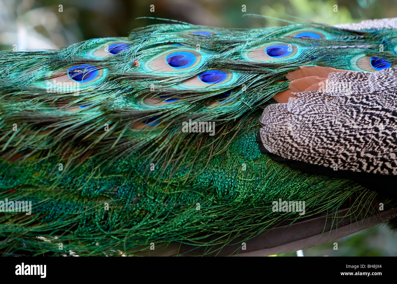 Gefieder der eine männliche indischen Pfauen (Pavo Cristatus) Stockfoto