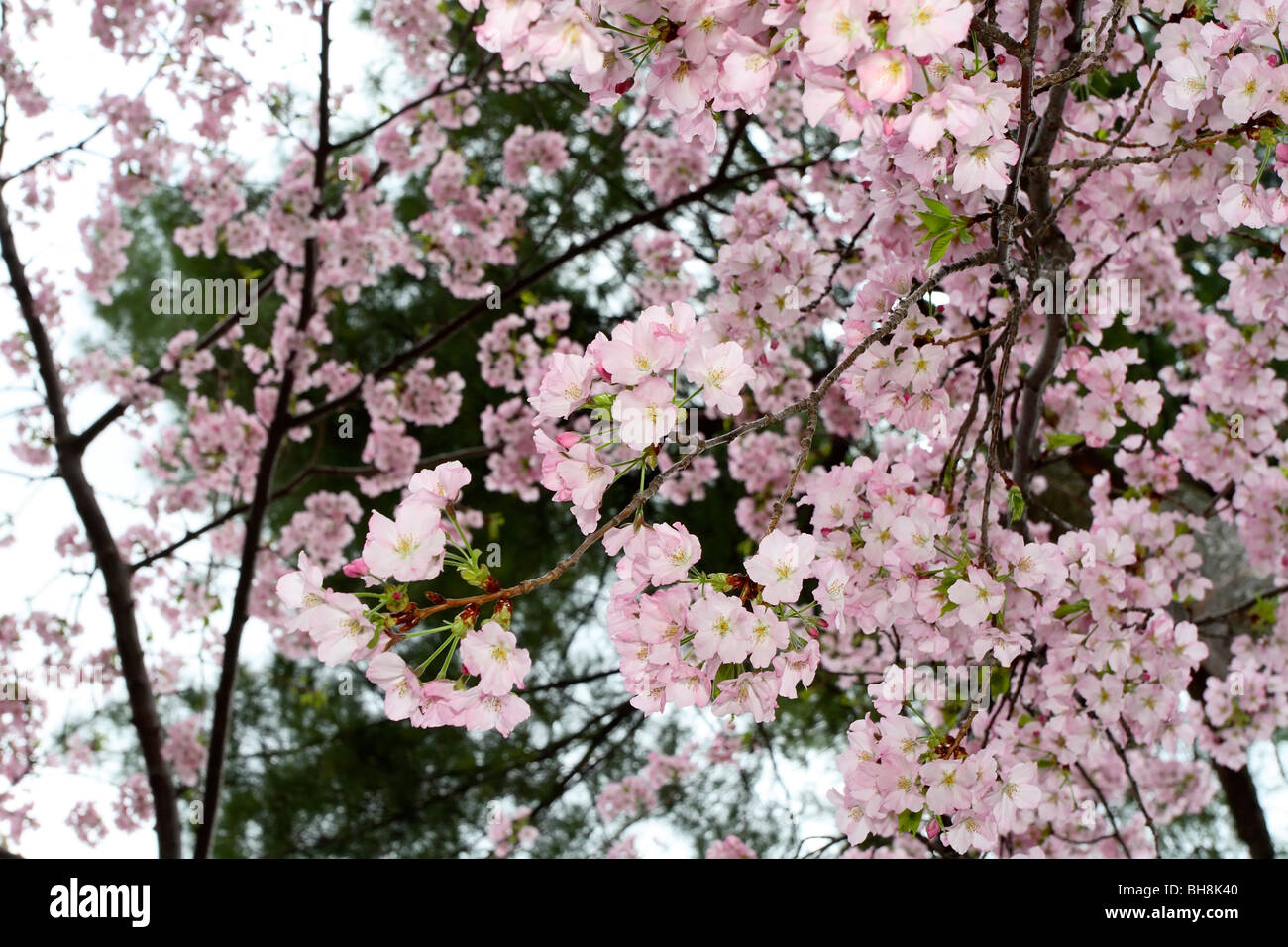 Yoshino Kirschblüten (Prunus X yedoensis) Stockfoto