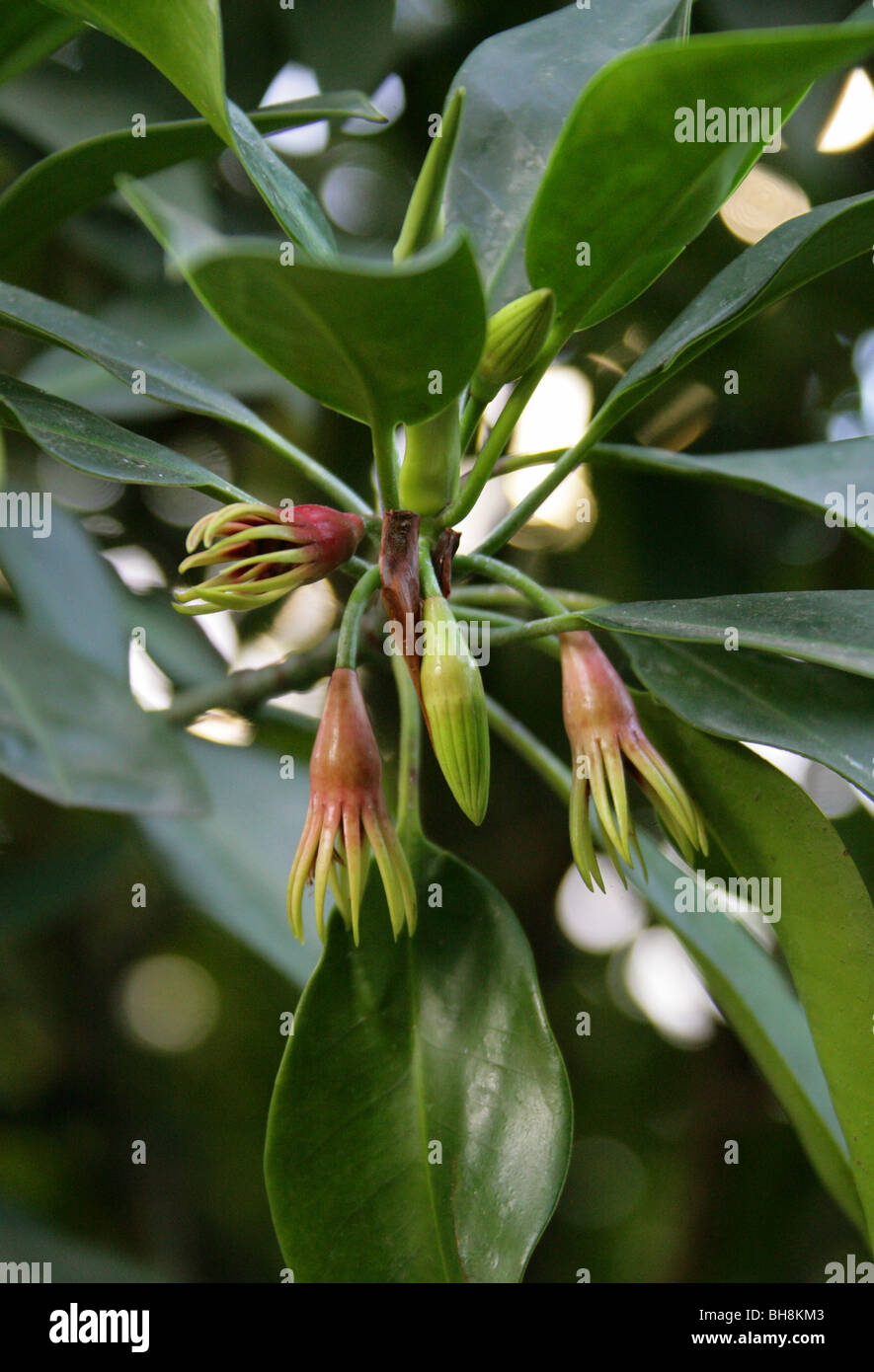 Burma Mangrove, Mangroven oder orientalische Mangrove Bruguiera Gymnorrhiza Rhizophoraceae, tropischen Asien und Pazifik, Australien. Stockfoto