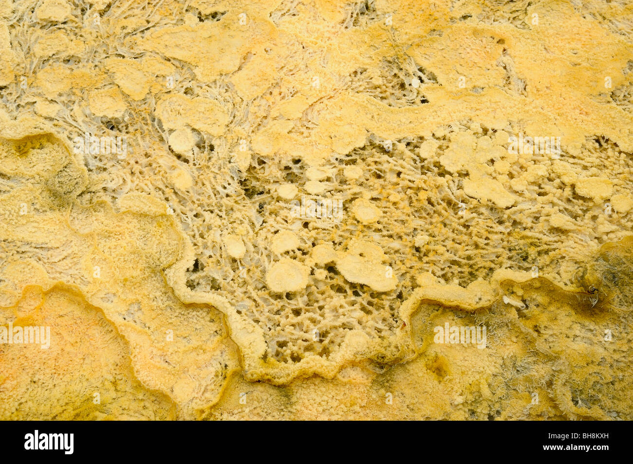 Thermophilen Algen Muster in heißer Frühling Stichwahl, Yellowstone-Nationalpark, Wyoming, USA Stockfoto