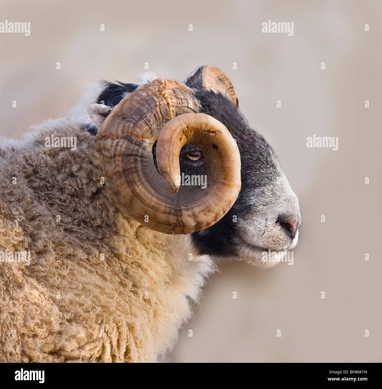 Blackface-Ram Stockfoto