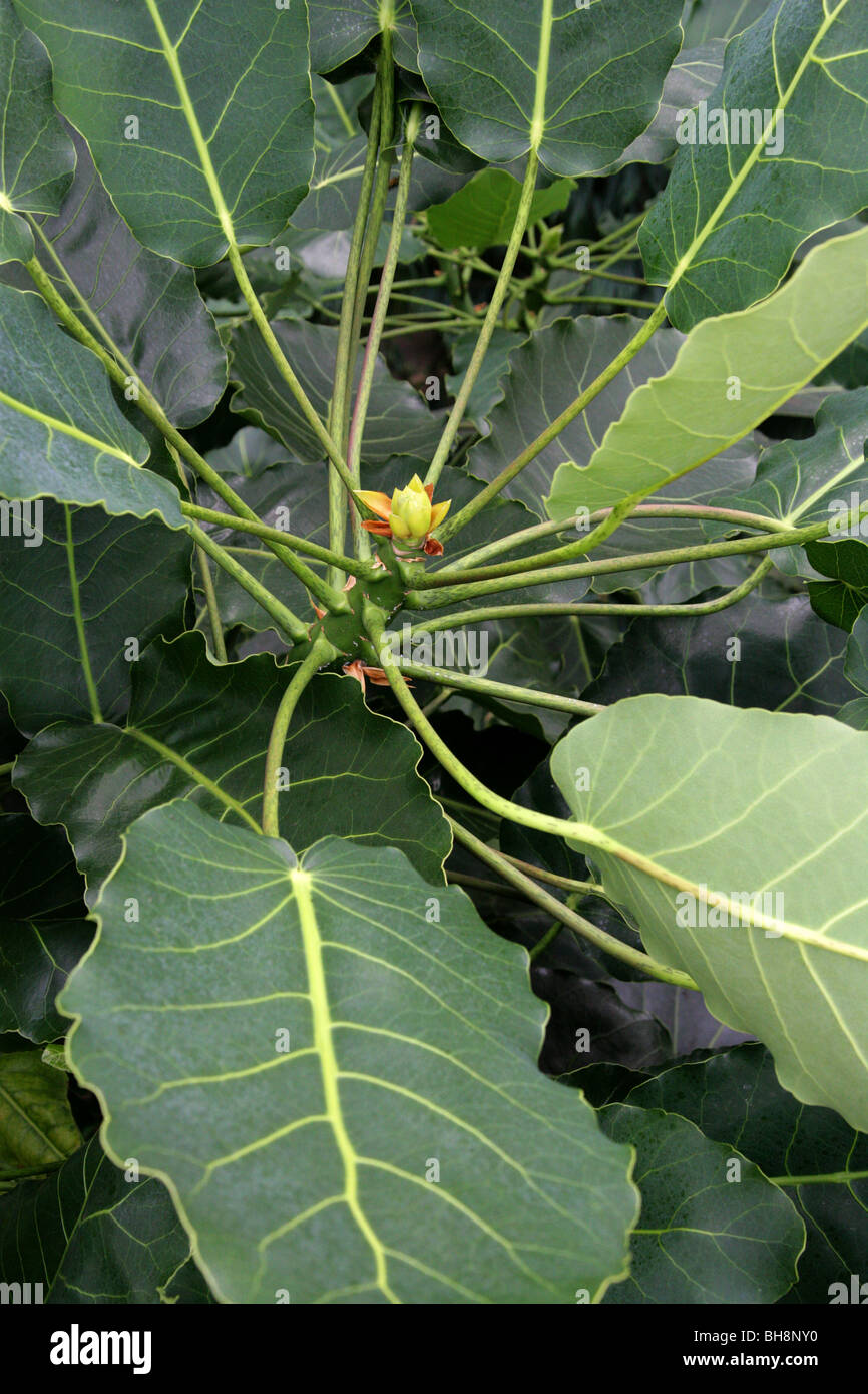 Puke, Puke Blatt Baum oder Puka, Meryta Sinclairii, Araliaceae, Neuseeland (Nordinsel). Stockfoto